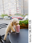 Dog breed maltipoo and milkshake. Стоковое фото, фотограф Okssi / Фотобанк Лори