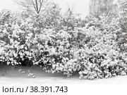 Winter landscape. Snow-covered bushes in Mitino Landscape Park. Moscow, Russia (2021 год). Стоковое фото, фотограф Валерия Попова / Фотобанк Лори