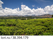 Landscape with tea fields at Sahambavy, Fianarantsoa ,Madagascar. Стоковое фото, фотограф Сергей Майоров / Фотобанк Лори