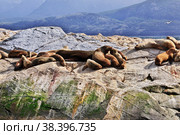 Seals on the island in Beagle channel close Ushuaia city, Tierra del Fuego, Argentina (2019 год). Стоковое фото, фотограф Сергей Стрелков / Фотобанк Лори