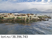 Seals on the island in Beagle channel close Ushuaia city, Tierra del Fuego, Argentina (2019 год). Стоковое фото, фотограф Сергей Стрелков / Фотобанк Лори