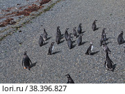 Penguins on the island in Beagle channel close Ushuaia city, Tierra del Fuego, Argentina (2019 год). Стоковое фото, фотограф Сергей Стрелков / Фотобанк Лори