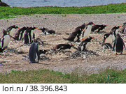 Penguins on the island in Beagle channel close Ushuaia city, Tierra del Fuego, Argentina (2019 год). Стоковое фото, фотограф Сергей Стрелков / Фотобанк Лори