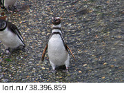 Penguins on the island in Beagle channel close Ushuaia city, Tierra del Fuego, Argentina (2019 год). Стоковое фото, фотограф Сергей Стрелков / Фотобанк Лори