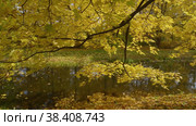 Екатерининский парк (Царское Село). Ветви осеннего клена. Catherine Park (Tsarskoye Selo). Branches of autumn maples. (2021 год). Редакционное видео, видеограф Евгений Романов / Фотобанк Лори