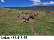 Zebra on safari in Kenia and Tanzania, Africa (2017 год). Стоковое фото, фотограф Сергей Стрелков / Фотобанк Лори