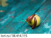 Close-up of the Spanish slug Arion lusitanicus on a green apple. Big slimy brown snails crawling around the garden. The invasion damages the leaves and crops. Collection of invasive species. Стоковое фото, фотограф Photojuli / Фотобанк Лори