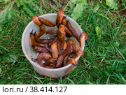 Close-up of the Spanish slug Arion lusitanicus in a bucket. Big slimy brown snails crawling around the garden. The invasion damages the leaves and crops. Collection of invasive species. Стоковое фото, фотограф Photojuli / Фотобанк Лори