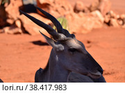 Eland Elenantelope Namibia Africa Red Sand Contrast Portrait. Стоковое фото, фотограф Andreas Muth-Hegener / Фотобанк Лори