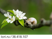 Snail Muller glides on a flowering branch of a pear. Large white mollusk snails with a brown striped shell crawling over vegetables and greens. Pest in the farmer's garden. Стоковое фото, фотограф Photojuli / Фотобанк Лори