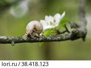 Snail Muller glides on a flowering branch of a pear. Large white mollusk snails with a brown striped shell crawling over vegetables and greens. Pest in the farmer's garden. Стоковое фото, фотограф Photojuli / Фотобанк Лори