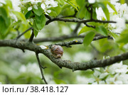 Snail Muller glides on a flowering branch of a pear. Large white mollusk snails with a brown striped shell crawling over vegetables and greens. Pest in the farmer's garden. Стоковое фото, фотограф Photojuli / Фотобанк Лори