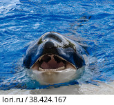 Killer whale, grampus, orca is smiling (2013 год). Редакционное фото, фотограф Михаил Аккуратoв / Фотобанк Лори
