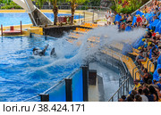 Killer whale,  grampus, orca douses water spectators (2013 год). Редакционное фото, фотограф Михаил Аккуратoв / Фотобанк Лори