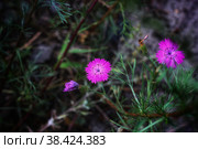 Цветущая полевая гвоздика. Стоковое фото, фотограф Фадеева Татьяна / Фотобанк Лори