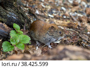 Обыкновенная полевка (microtus arvalis) Стоковое фото, фотограф Вячеслав Орос / Фотобанк Лори