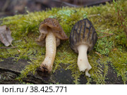 Шапочка сморчковая и сморчок конический (сравнение) Стоковое фото, фотограф Вячеслав Орос / Фотобанк Лори