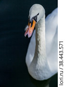A white swan swims in the pond of the city park. Russia. Close-up of a bird in the water. In the distance you can see the beach with sun loungers. People are resting by the water. (2022 год). Стоковое фото, фотограф Photojuli / Фотобанк Лори