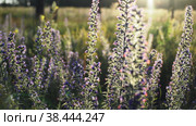 Цветущее растение Синяк обыкновенный (Echium vulgare) покачивается на ветру на лесной поляне в свете утреннего солнца. Плавное панорамирование. Стоковое видео, видеограф Mixail59 / Фотобанк Лори