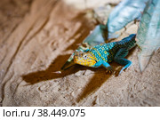 A large lizard monitor lizard crawls on a log. Стоковое фото, фотограф Юрий Поздников / Фотобанк Лори