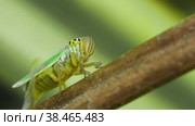 Макросъемка зеленой цикады Cicadella viridis, сидящей на сухой травинке и лапками чистящей брюшко. Стоковое видео, видеограф Mixail59 / Фотобанк Лори