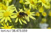 Журчалка ест нектар на желтом цветке Senecio jacobaea, замедленная съемка. Стоковое видео, видеограф Mixail59 / Фотобанк Лори