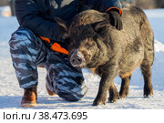 Кабан на ферме рядом с мужчиной. Сезон охоты на кабана. Стоковое фото, фотограф Photojuli / Фотобанк Лори
