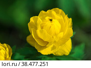 Blooming in spring and decorating forests and meadows Trollius bright yellow flower pollinated by a flower fly. Стоковое фото, фотограф Дмитрий Коростылев / Фотобанк Лори