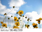 Coreopsis pubescens flowers on blue sky background. Стоковое фото, фотограф Садовский Анатолий / Фотобанк Лори