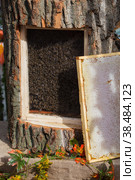 Bee hive. Lots of bees. Autumn honey fair in Moscow. (2018 год). Редакционное фото, фотограф Photojuli / Фотобанк Лори