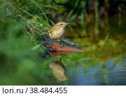 The Common chiffchaff bird stands on a rock sticking out of a pond and looks at its reflection. Стоковое фото, фотограф Игорь Кляхин / Фотобанк Лори