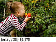 A little boy eating a ripe tomato and enjoying a delicious harvest of organic red tomatoes in home gardening, vegetable production. Tomato cultivation, autumn harvest. Стоковое фото, фотограф Подгорная Юлия / Фотобанк Лори