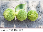 Maclure pomifera or Adam's Apple fruit. Medicinal plants of Crimea. (2019 год). Стоковое фото, фотограф Мария Кошелева / Фотобанк Лори