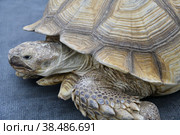 African spurred tortoise (LVL. Geochelone sulcata) Стоковое фото, фотограф Владимир Галкин / Фотобанк Лори