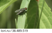 Макросъемка мухи muscidae, сидящей на траве и прячущейся от пролетевшего над ней маленького жучка. Стоковое видео, видеограф Mixail59 / Фотобанк Лори