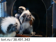 Monkey Oedipus Tamarin. Стоковое фото, фотограф Владимир Галкин / Фотобанк Лори