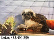 Monkey Oedipus Tamarin. Стоковое фото, фотограф Владимир Галкин / Фотобанк Лори