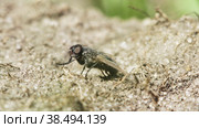 Макросъемка мухи muscidae, сидящей на песке и чистящей лапками глаза. Стоковое видео, видеограф Mixail59 / Фотобанк Лори