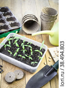 Young green tomato seedlings in the tray. Стоковое фото, фотограф Мария Кошелева / Фотобанк Лори