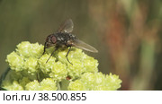 Макросъемка мухи Muscidae, сидящей на желтом цветке пижмы. Стоковое видео, видеограф Mixail59 / Фотобанк Лори