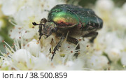 Макросъемка жука Бронзовка золотистая (Cetonia aurata) на белых цветах рябины. Стоковое видео, видеограф Mixail59 / Фотобанк Лори