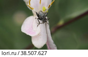 Макросъемка жука Oedemera Virescens, чистящего усики на лепестке цветка жимолости. Стоковое видео, видеограф Mixail59 / Фотобанк Лори