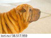 Sharpei. Стоковое фото, фотограф Lekcej / Фотобанк Лори