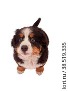 bernese mountain dog. Стоковое фото, фотограф Lekcej / Фотобанк Лори