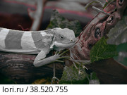Striped Fijian iguana (Latin. Brachylophus fasciatus) Стоковое фото, фотограф Владимир Галкин / Фотобанк Лори