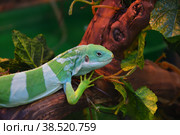 Striped Fijian iguana (Latin. Brachylophus fasciatus) Стоковое фото, фотограф Владимир Галкин / Фотобанк Лори
