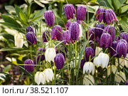 Checkered grouse. flowers close up. Fritillaria meleagris L. Liliaceae. Стоковое фото, фотограф Филатова Ирина / Фотобанк Лори