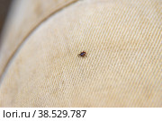 Forest tick blood-sucking dangerous parasite- diseases: tick-borne encephalitis and babesiosis or Lyme disease. Стоковое фото, фотограф Дмитрий Коростылев / Фотобанк Лори
