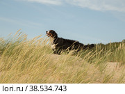 bernese mountain dog. Стоковое фото, фотограф Lekcej / Фотобанк Лори