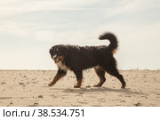 bernese mountain dog. Стоковое фото, фотограф Lekcej / Фотобанк Лори